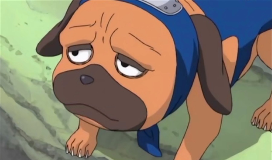 小樱|卡卡西的八忍犬都叫什么名字?帕克让小樱抓狂,阿基诺时刻戴墨镜