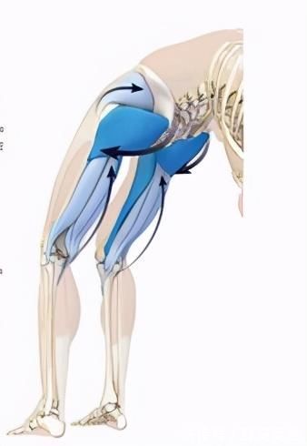 髋屈肌|初学者练瑜伽轮式，这些细节一定要掌握！