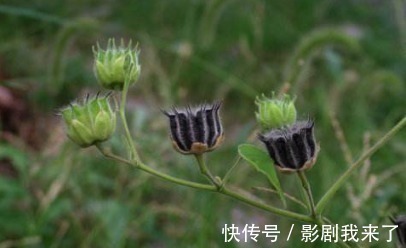 野草|农村生长的一种野草，看到了就采摘，因为在城里是个宝