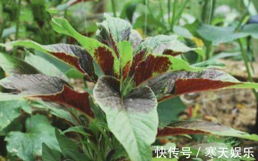 清热解毒|好食物吃出好身体,常吃3种蔬菜,营养丰富,滋补回春,早吃早好