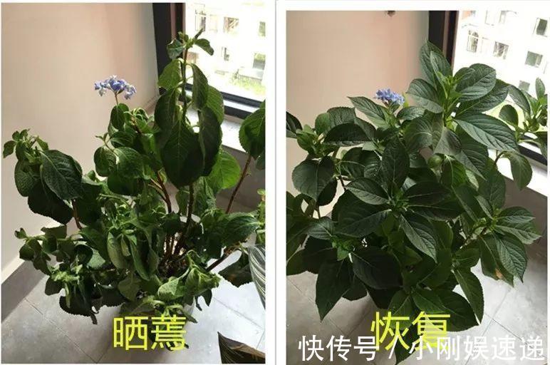 叶片|10种花特怕晒,越晒越黄叶,搬阴凉地儿才能活!