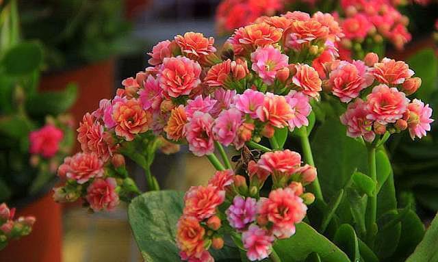 长寿花做好两个“关键点”，“花期”您来“掌控”，想让开就开！