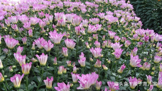 喜欢养菊，不如养”新品名菊“粉荷，花姿美丽淡雅，阳台变花海！