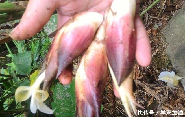野草|农村这种草，被称为“小人参”，浑身是宝却常被人当野草！