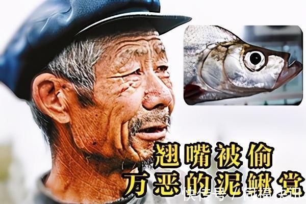 养殖户|三千斤翘嘴一夜被钓完，“神饵泥鳅”为何让老大爷欲哭无泪？
