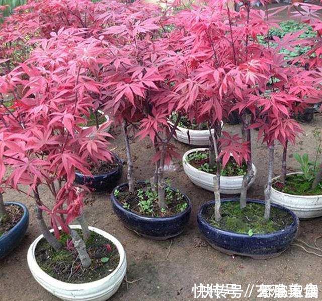竹芋类|五种盆栽,自带高贵气质,在家摆一盆,格调高,人人夸你眼光好