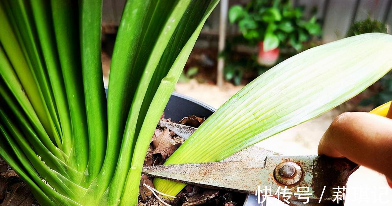 5种花空气再“干燥”,也别喷水,会黄叶、烂叶、掉花苞