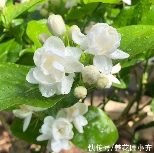 茉莉花好养,但是想要开花多,修剪有2个“原则”,要学会才行