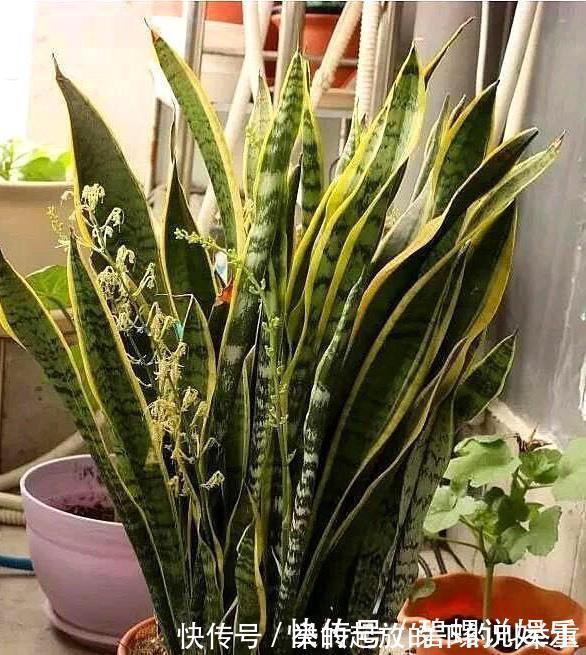 虎皮兰施什么肥2种东西丢盆里,一年不用施肥,叶厚油绿新芽多