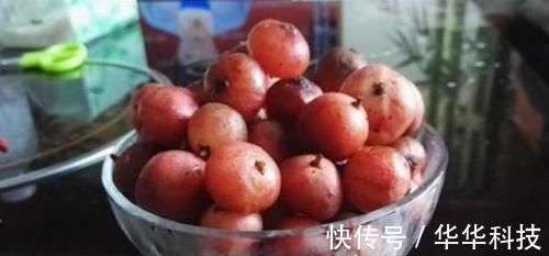果子|农村一果子是“风湿”的克星,阳台盆栽一盆,好吃营养还省钱!