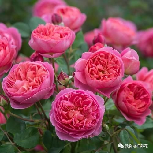 养花的旧土别扔，一招巧变新土，肥沃透气，花儿蹭蹭长！