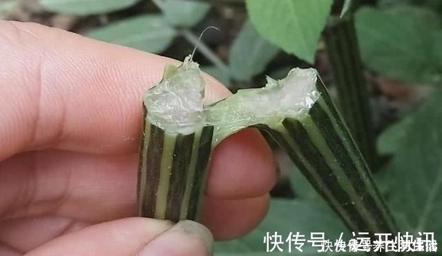 野草|“两脚不能拿，专吃八棱麻”，农村这种野草，专治风湿类骨痛病！