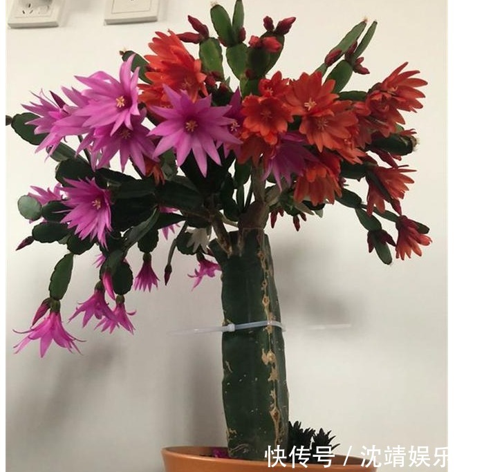 蟹爪兰|蟹爪兰修剪有“3期”,把好关,花苞多,开花非常旺盛