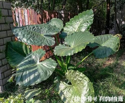 夹竹桃|4种有毒花,碰了麻烦大,再喜欢也别养,扔都不来及