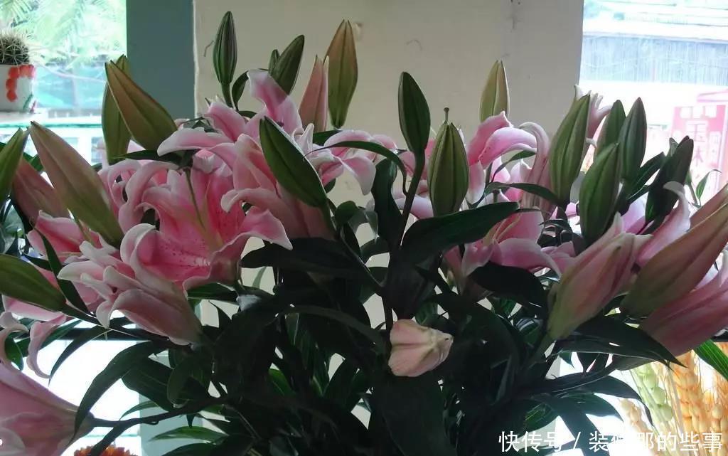 百合花花期需要注意什么 百合花花期需要注意什么