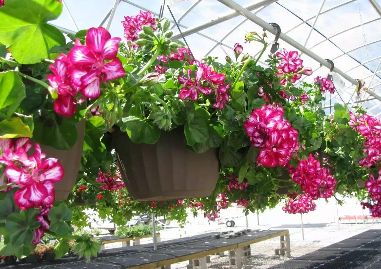 秋天|天气转凉,建议扦插6种花,温度“适宜”利于生根