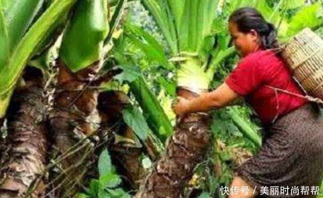 芋头|印度大妈处理变异的芋头,4根还不够吃一顿,谁手快谁就吃得多!