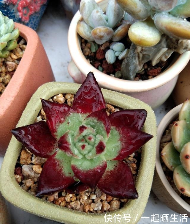 入秋后多肉如何变美,看看对比照来学习养护经验!