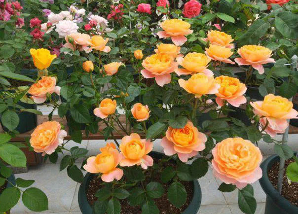 人心情|“月季”这样养,花大色艳,花期长,月月开花不断,一学就会