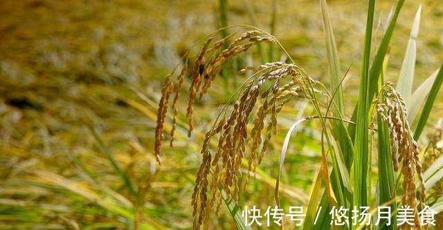 秋意|秋意渐浓,记得防“凉燥”,吃3白,啖2果,忌1味,安安稳稳过秋!