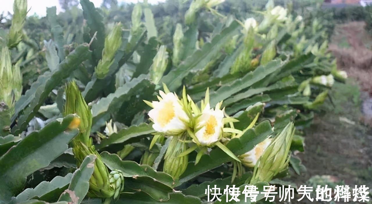 霸王花|聪明人爱吃3种食物,清理肠胃,排毒抗衰,越吃越健康!