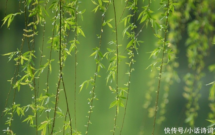 柳树$咏柳诗词何其多,而王观的这首咏柳词却能脱颖而出,它好在哪里?