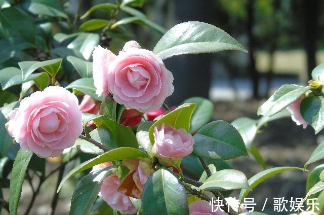 院子养花,很适合养一盆“名贵之花”茶花,花形优雅,美艳绝伦
