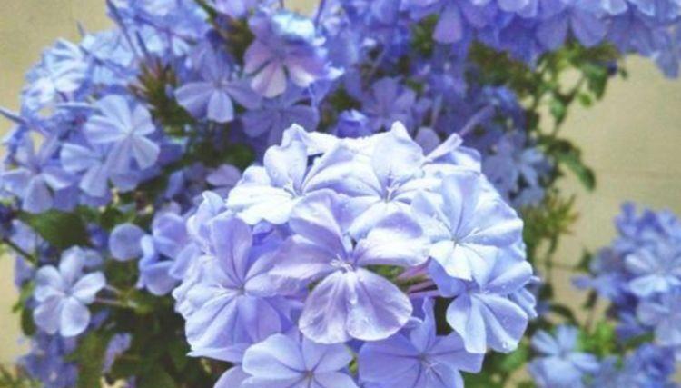 冬天养花可以试试此5款花，花大色艳真漂亮，越养越上瘾