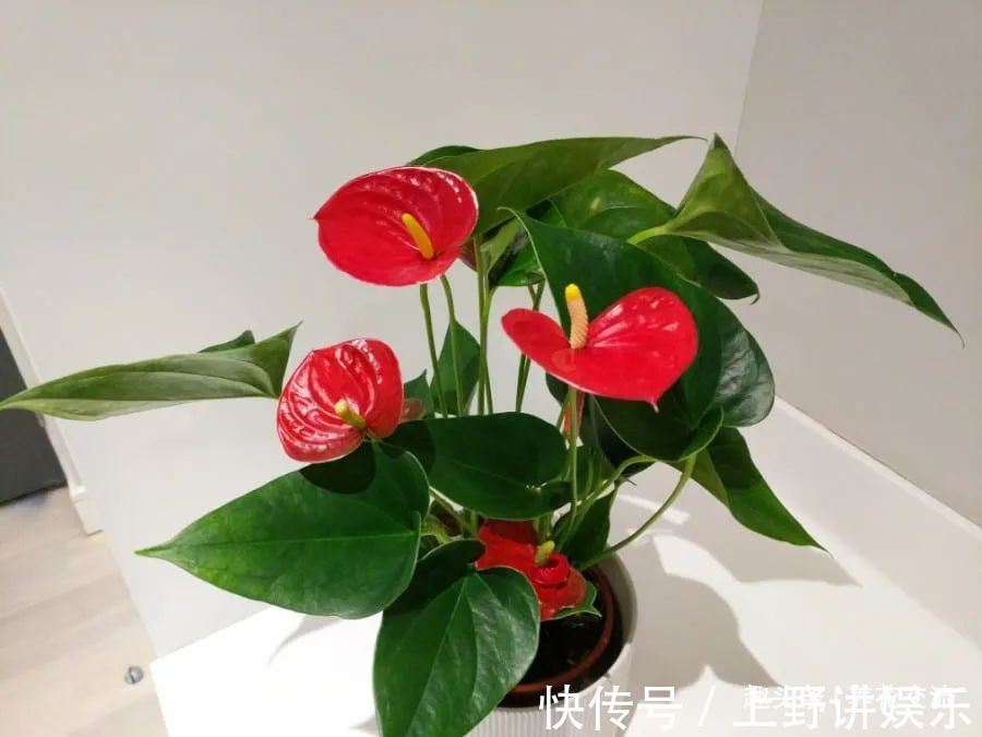 红掌养了大半年不见长，还有黄叶病叶，处理都简单，想开花就难了