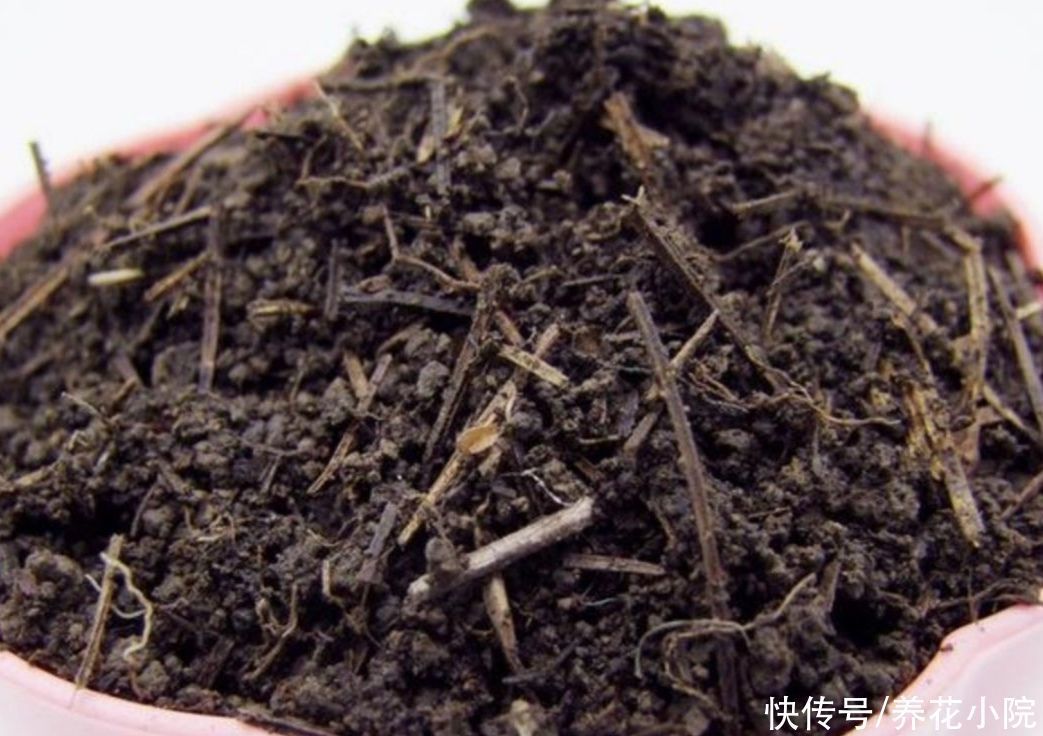 土壤|养花用松针土,3件细节要做好,否则对花卉生长不利