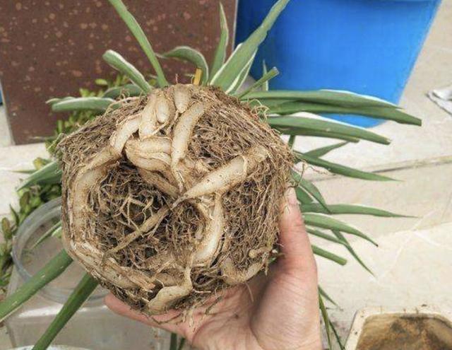 营养液|什么颗粒肥、营养液，也不如“2种壳”，花盆里埋10个，根系壮