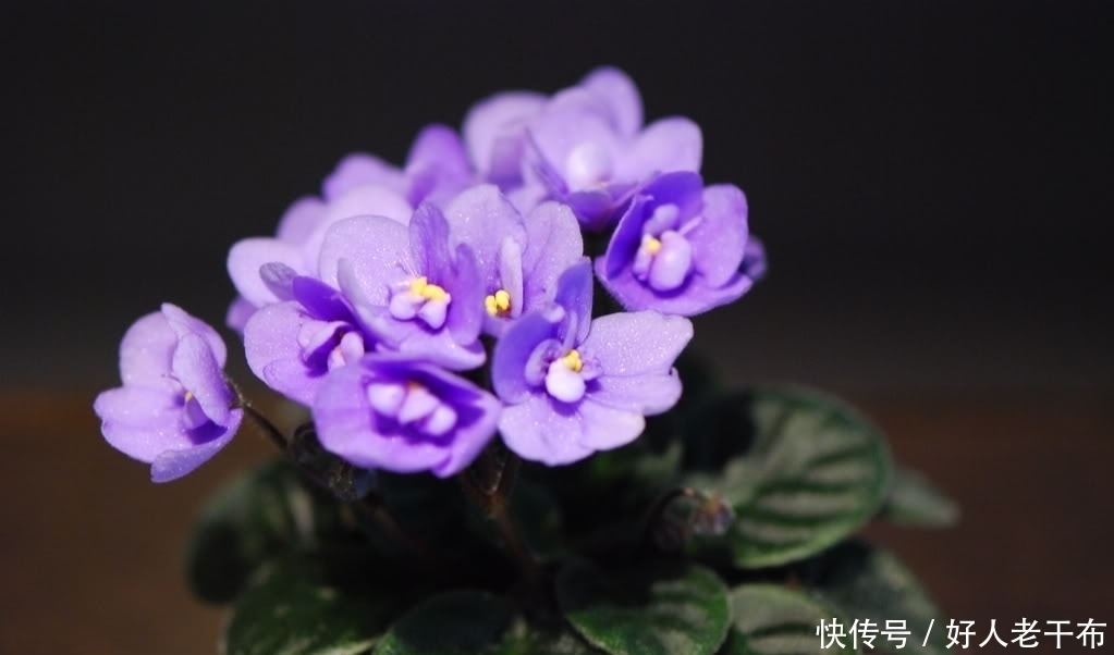 花型|这种盆栽花卉美丽又高雅，花型简单而又美艳，是易爆盆的盆栽佳品