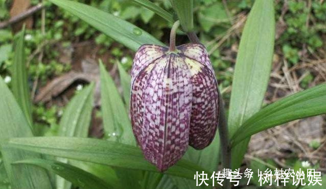 巫师|告诉家乡人,山中遇见此草,请别摘掉,目前1000多元一斤