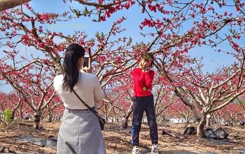 中年|春暖百花开，赏花正当时，蕉岭广福鹰嘴桃花吸引众多游客前往观赏