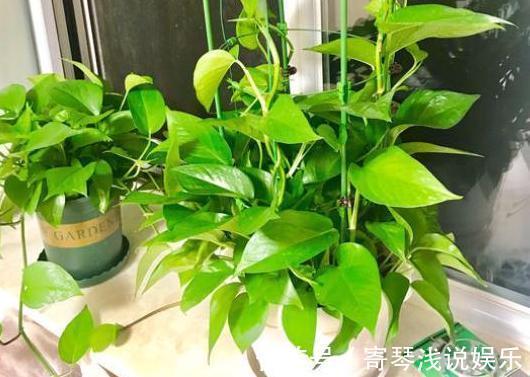 扦插绿萝：谨记这4步简单操作，生根速度快、爆盆效果好！