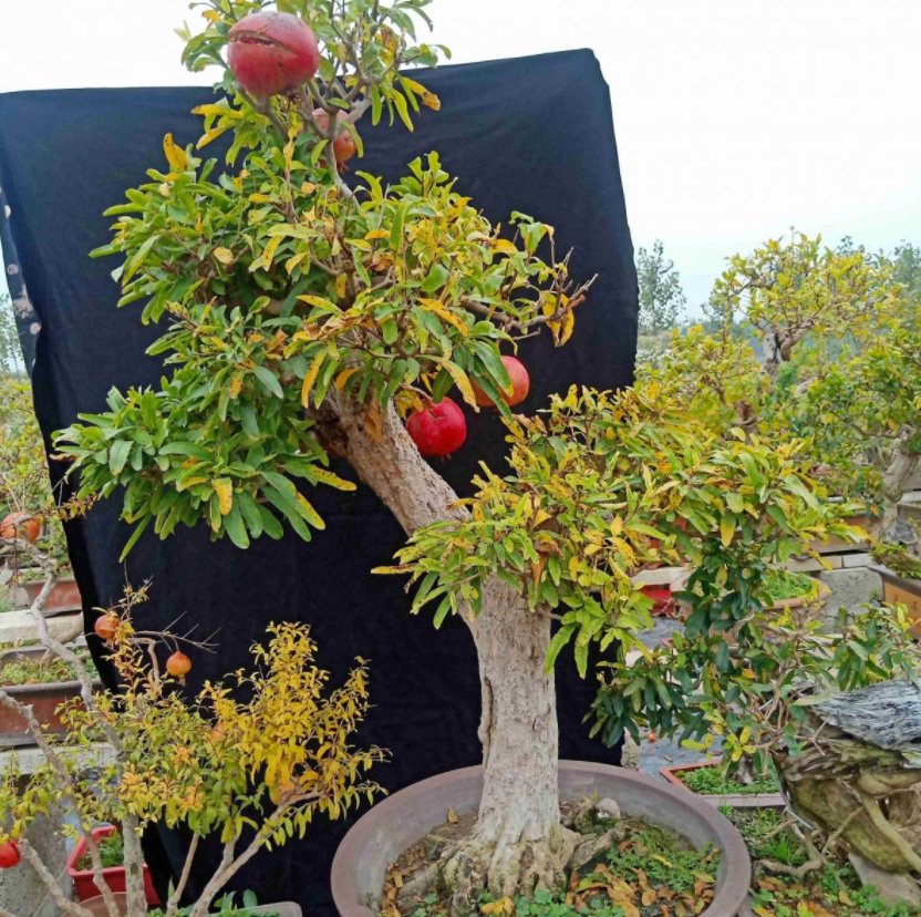  花友们|盆栽石榴模样土？少了修剪这一步，咔嚓咔嚓，高大上