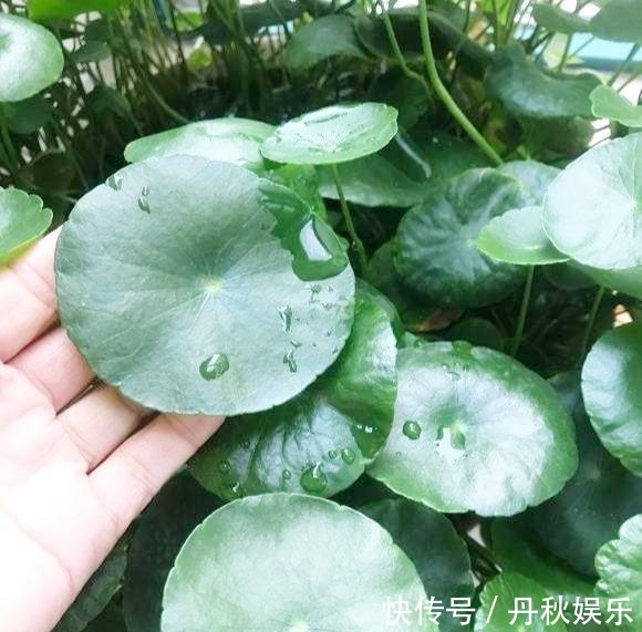 铜钱草|6种“聚财花”,养在家里好兆头,漂亮又大气,还有好运满满