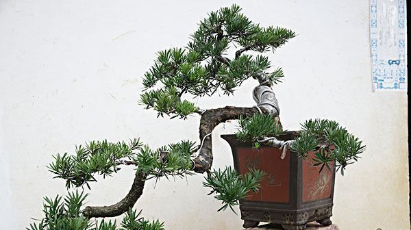 观赏性|5种苍古娇健的植物盆景,造型独特,观赏性高,摆在家里深受喜爱