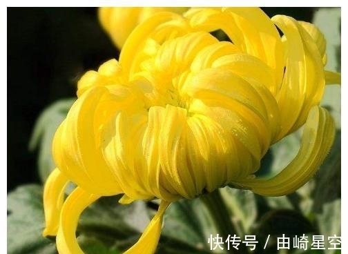 人心|农历哪日出生的人,处事圆滑,人心所向,生活如鱼得水