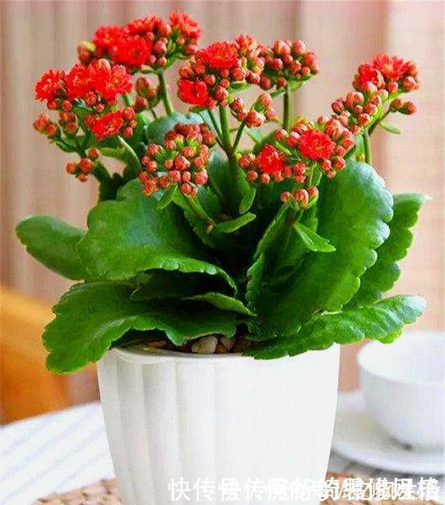 修剪|长寿花花后养护很重要,3件事越早做越好,下次开花准爆盆