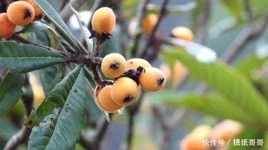 常喝|冬季嗓子干痒痛,少做一事,多吃二物,常喝三水,咽炎拒之门外!