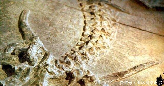 巨龙|长江考古发现“巨龙”,长7米距今6000年,专家:龙曾经存在