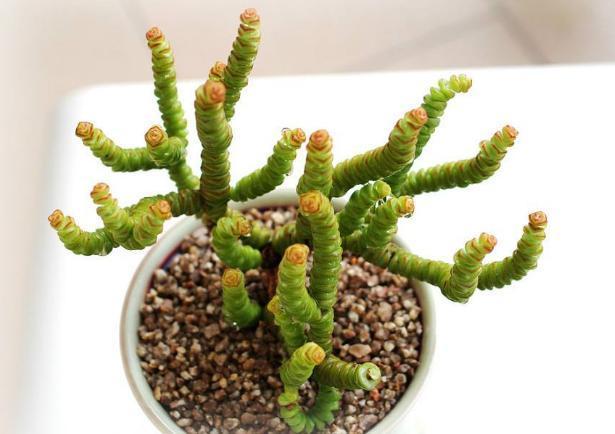 钱串景天、星乙女，多肉里的吉祥物，好看好养，还能招财！