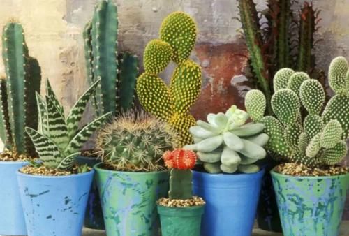 【值得收藏】集合常见的养花问题，帮分析病因、解决方法