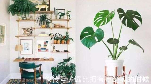 新叶|3种“大气花”越热越长个,新叶呼呼窜,室内百搭花,越长越高雅