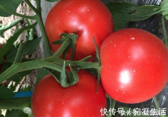 肚子|女性怀孕后注意，4种食物放开肚子可劲儿吃，或对胎儿发育有好处