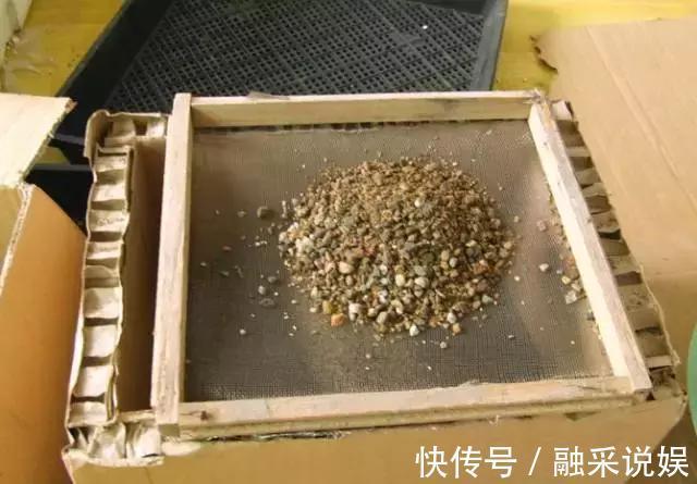 1把沙子撒盆里，土不板结根不烂，叶不黄小飞虫也没了！