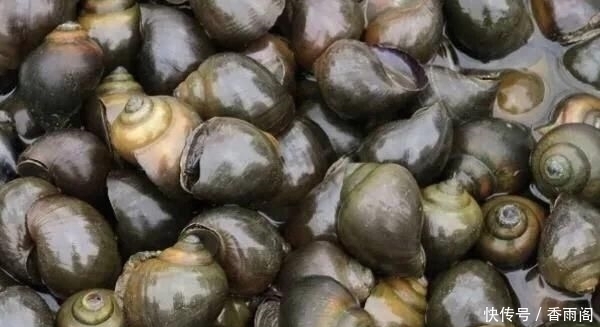 吃货|连中国吃货也束手无策的”福寿螺“,到底是被谁消灭的