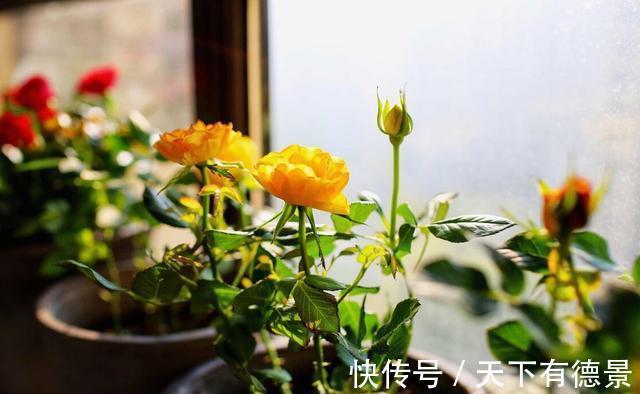 阳台上|养月季多年,筛选出8种灌木月季,适合阳台栽培,开花能力好