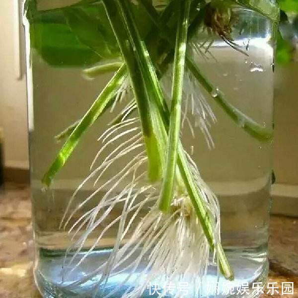“一根菜叶”就能水培！一个月一桶菜，一茬一茬吃！